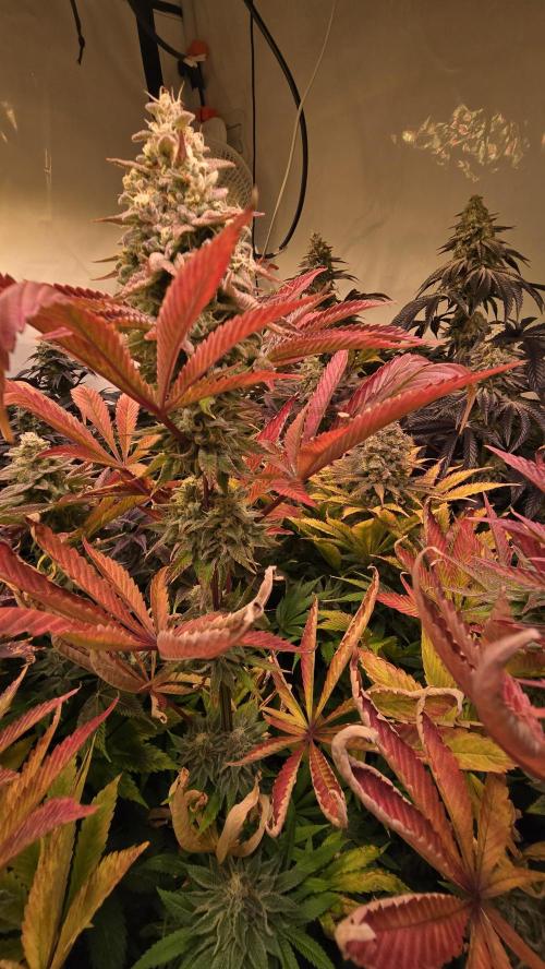 Zkittlez. Week 14