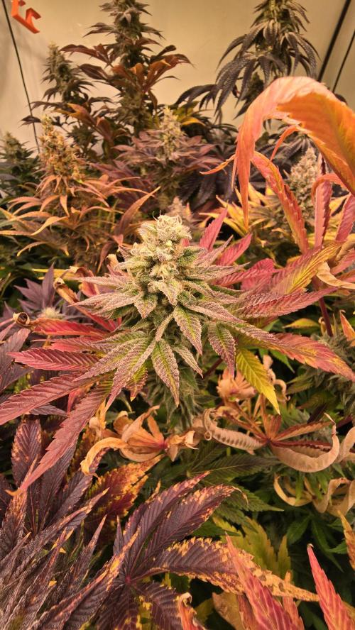 Zkittlez. Week 14