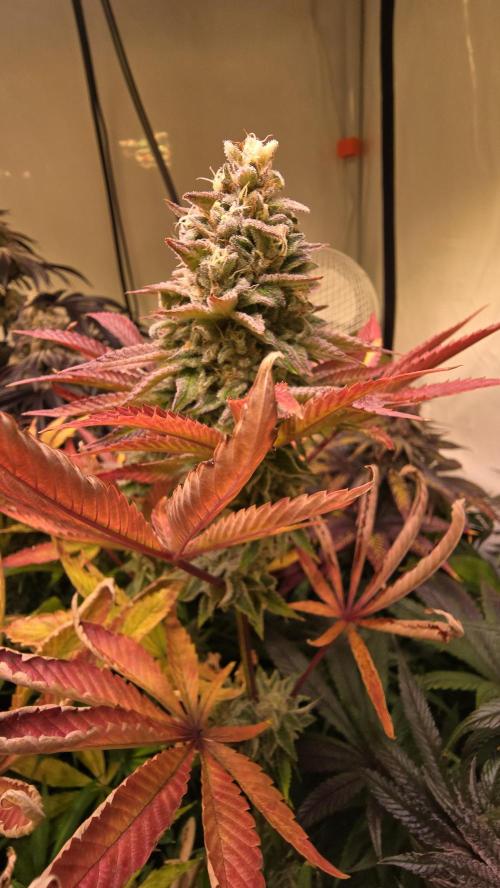 Zkittlez. Week 14