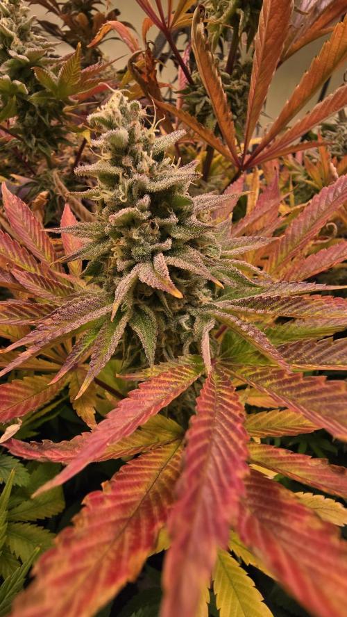 Zkittlez. Week 14