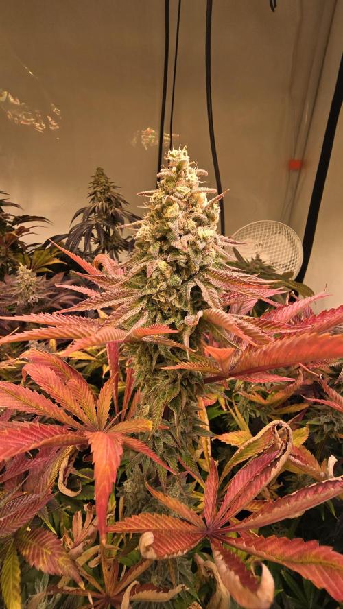 Zkittlez. Week 14