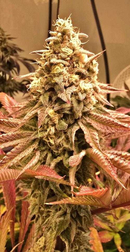 Zkittlez. Week 14