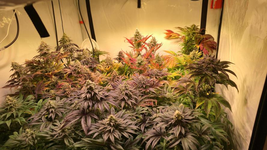 Cali Crasher. Week 14