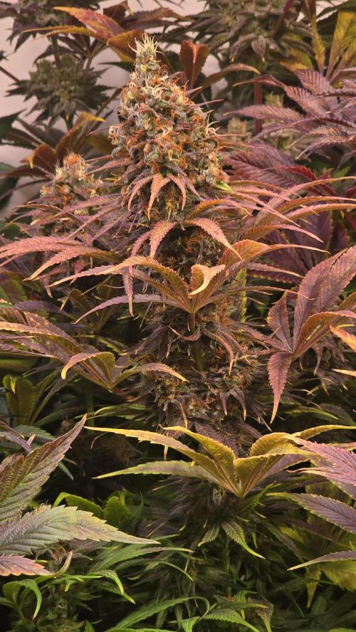 Cali Crasher. Week 14