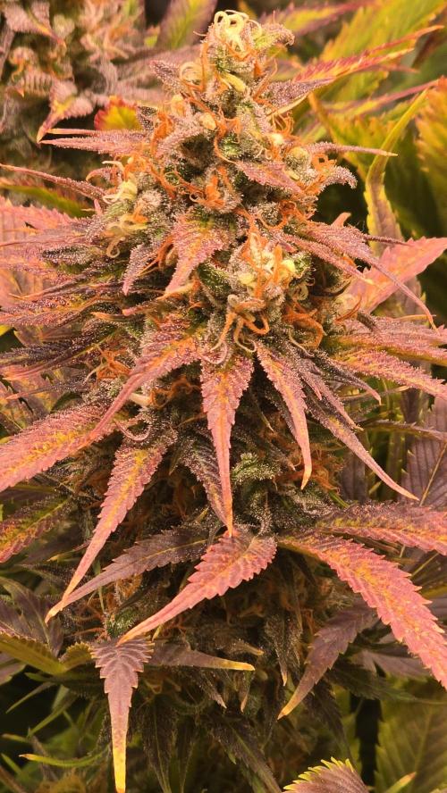 Cali Crasher. Week 14