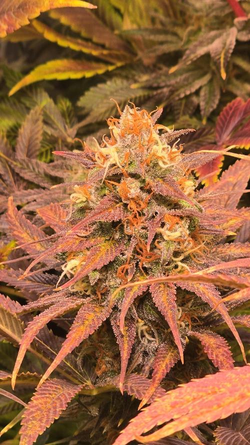 Cali Crasher. Week 14