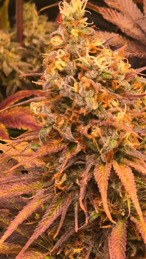 Cali Crasher. Week 14