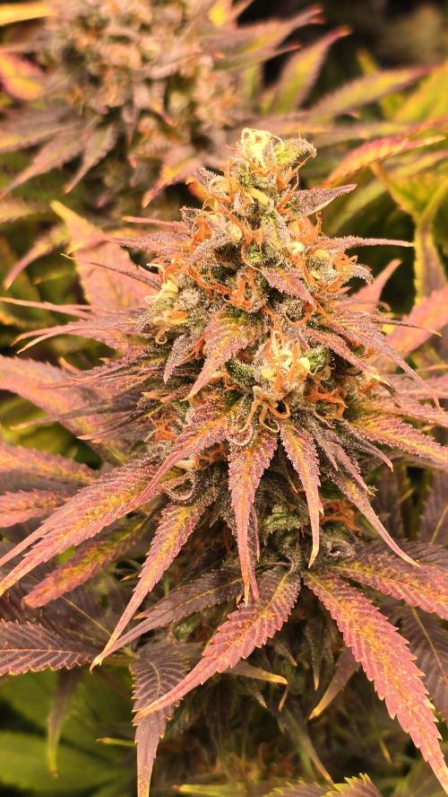 Cali Crasher. Week 14
