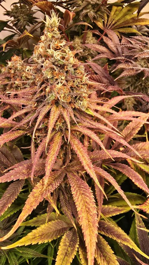 Cali Crasher. Week 14