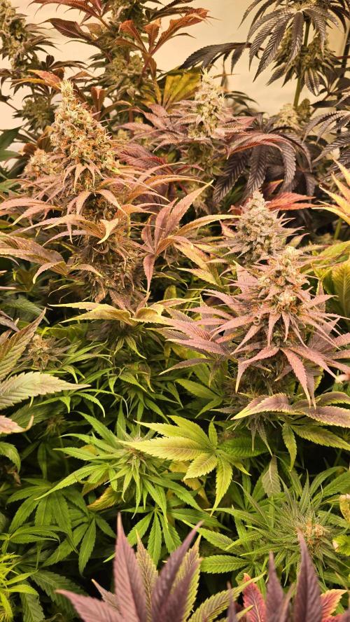 Cali Crasher. Week 14