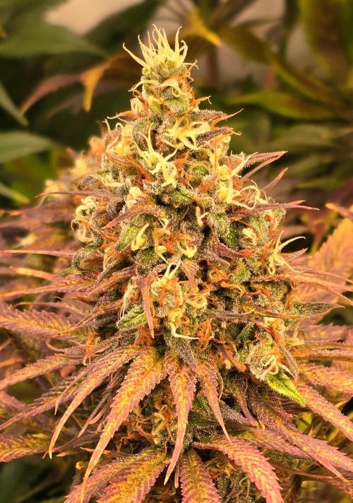 Cali Crasher. Week 14