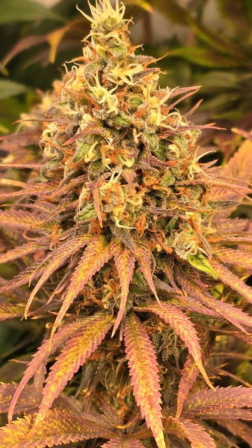 Cali Crasher. Week 14