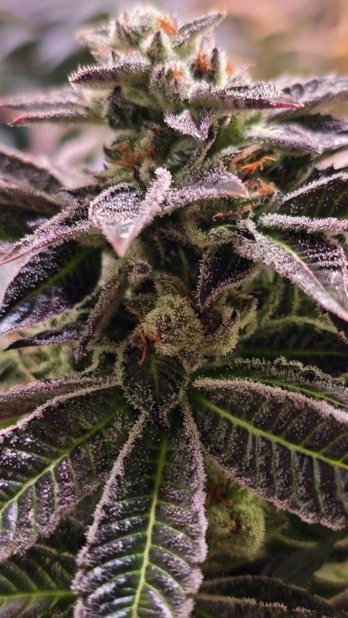 Fruit Cake. Week 14