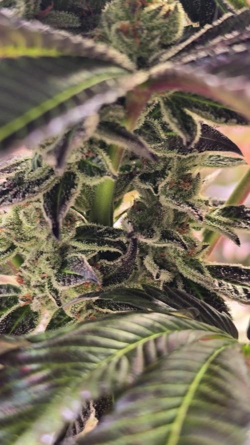 Fruit Cake. Week 14
