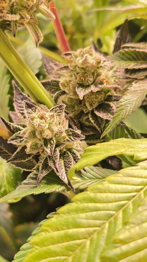 Fruit Cake. Week 14