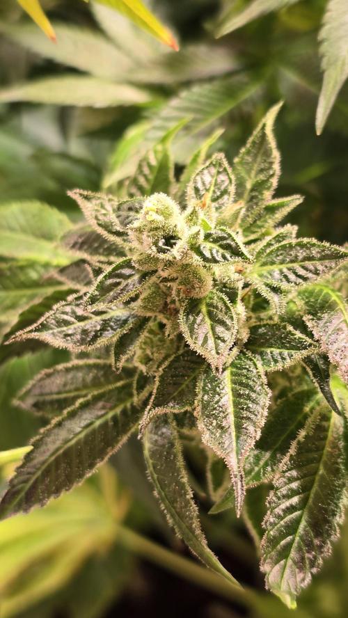 Fruit Cake. Week 14