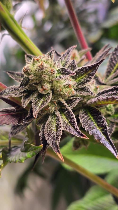 Fruit Cake. Week 14