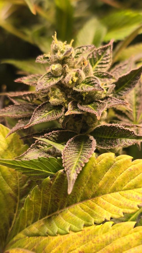 Fruit Cake. Week 14