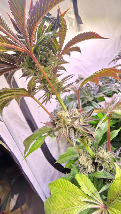 Fruit Cake. Week 14