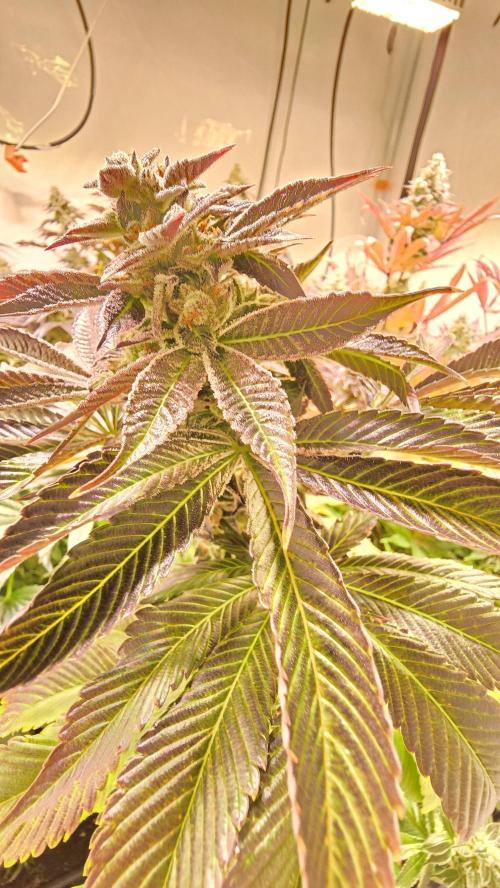 Fruit Cake. Week 14