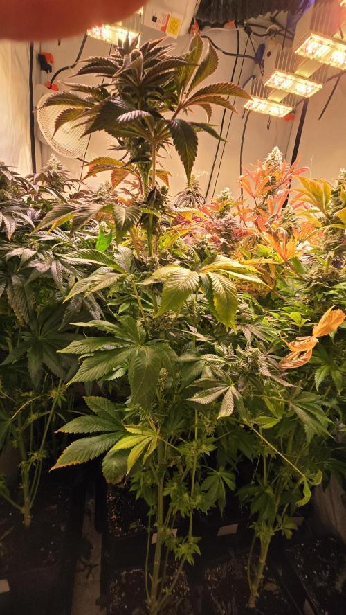 Fruit Cake. Week 14