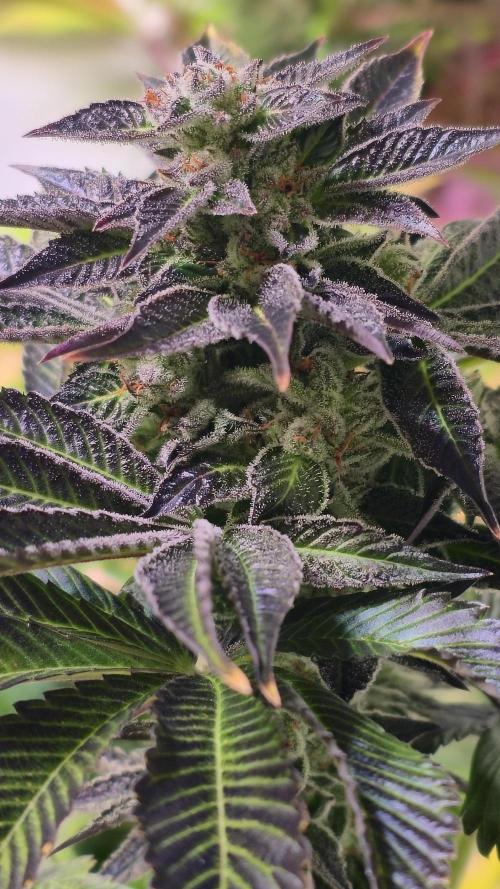 Fruit Cake. Week 14