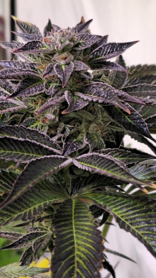 Fruit Cake. Week 14