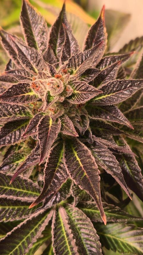 Fruit Cake. Week 14