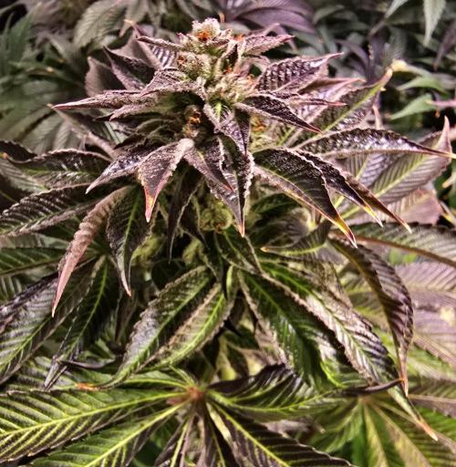 Fruit Cake. Week 14