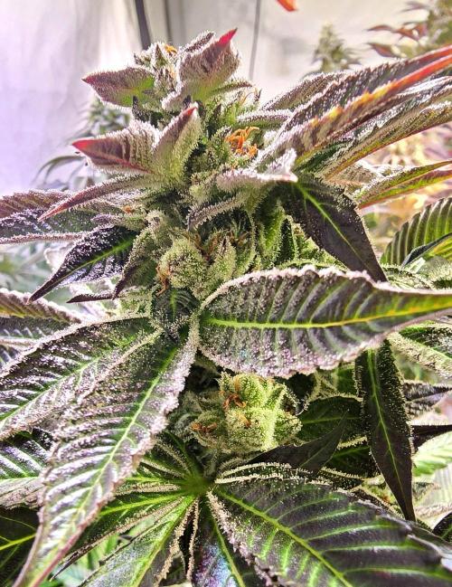Fruit Cake. Week 14