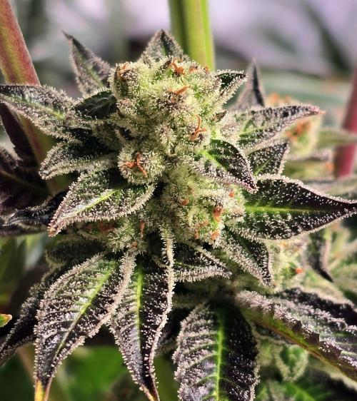 Fruit Cake. Week 14