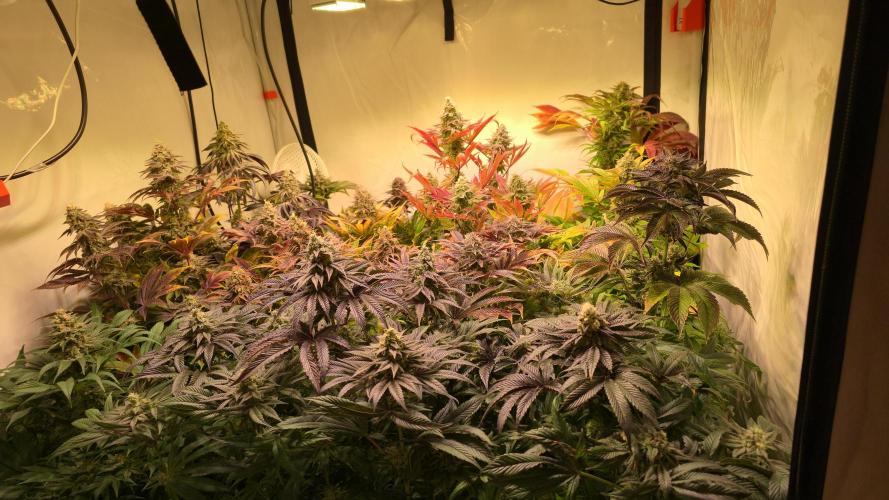 F.U.H. Week 14