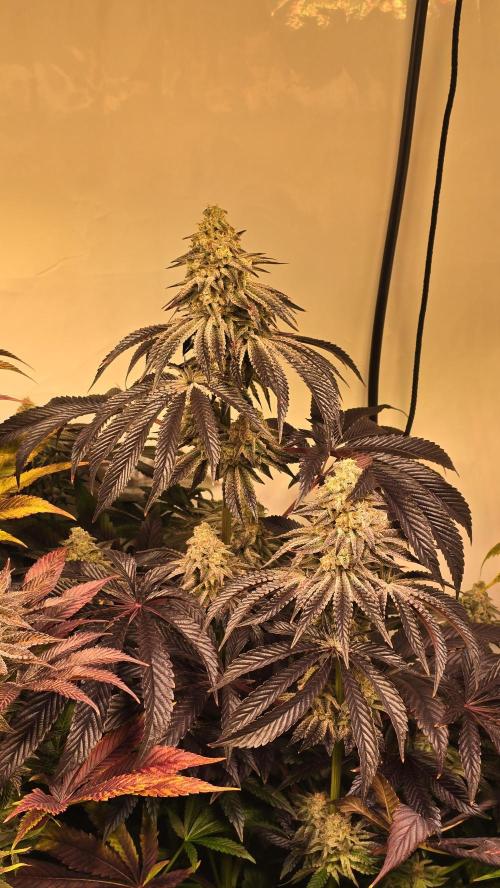 F.U.H. Week 14