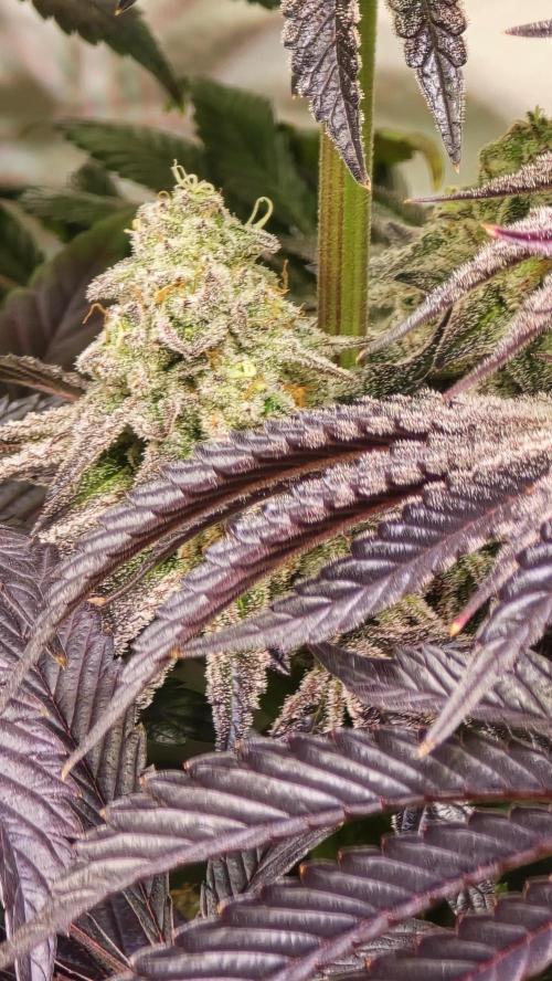 F.U.H. Week 14