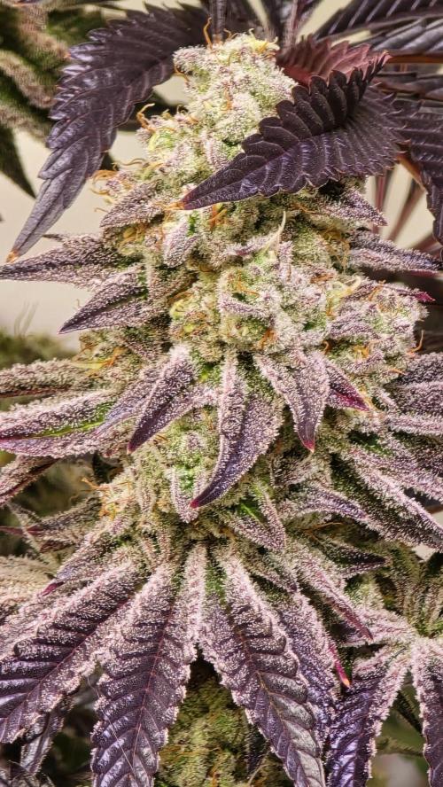 F.U.H. Week 14