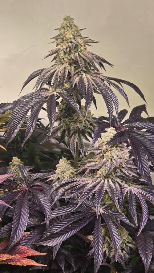 F.U.H. Week 14