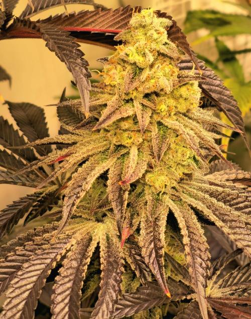 F.U.H. Week 14