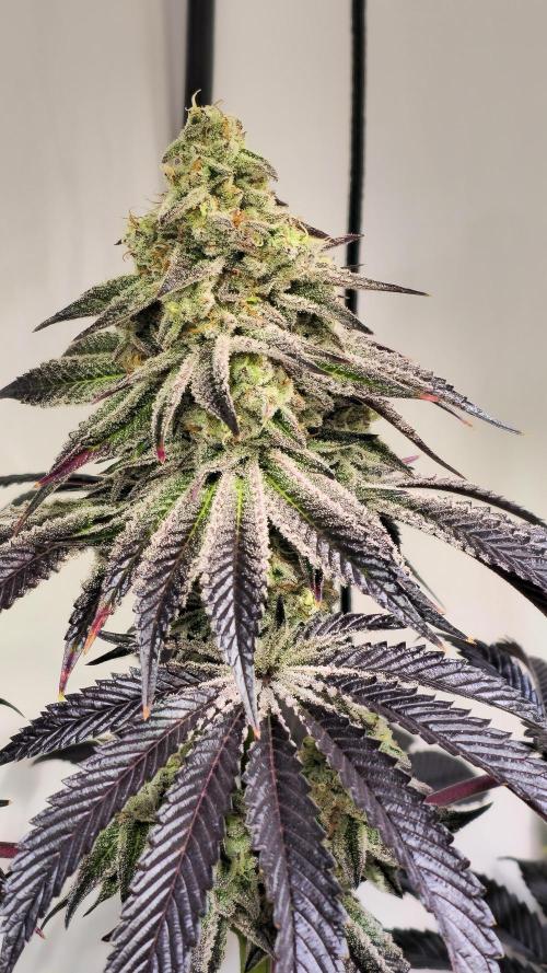F.U.H. Week 14