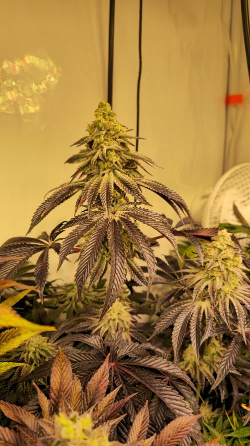 F.U.H. Week 14