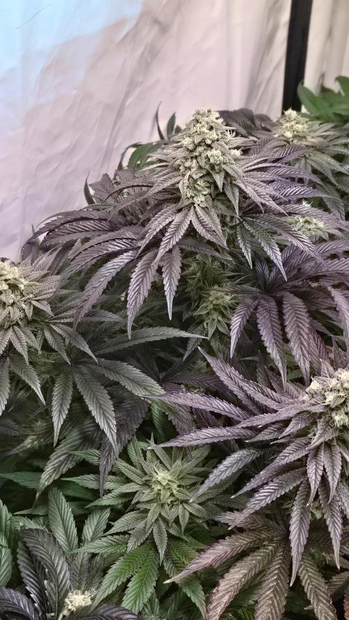 Barcelona Puff. Week 14