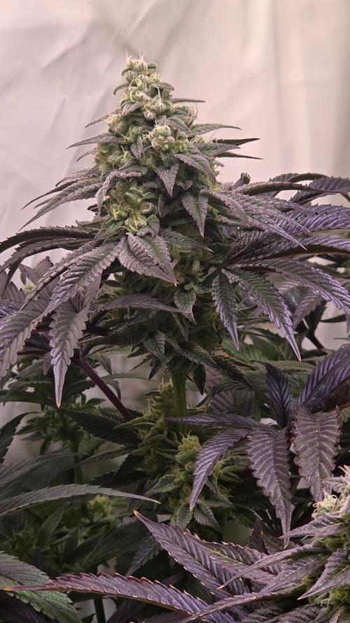 Barcelona Puff. Week 14