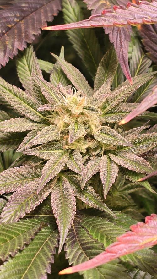 Barcelona Puff. Week 14