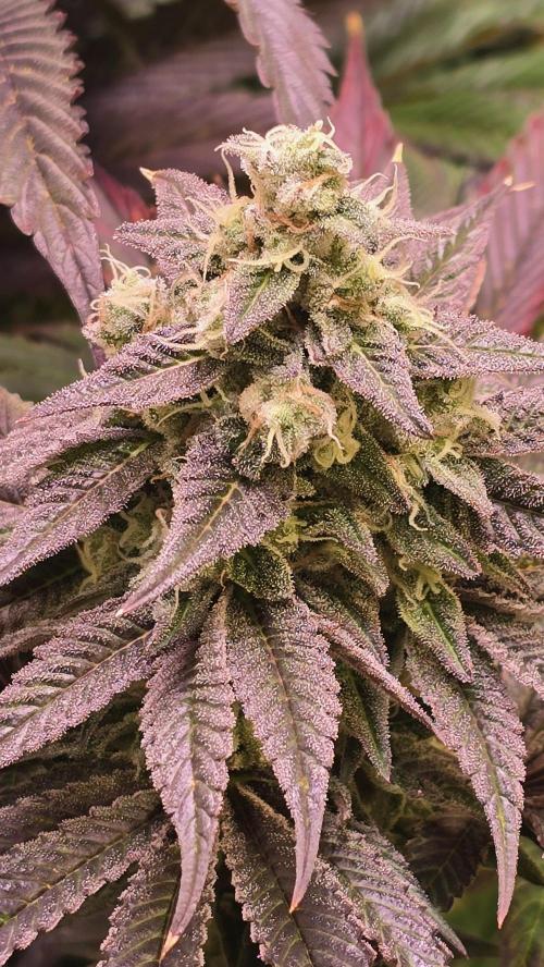 Barcelona Puff. Week 14