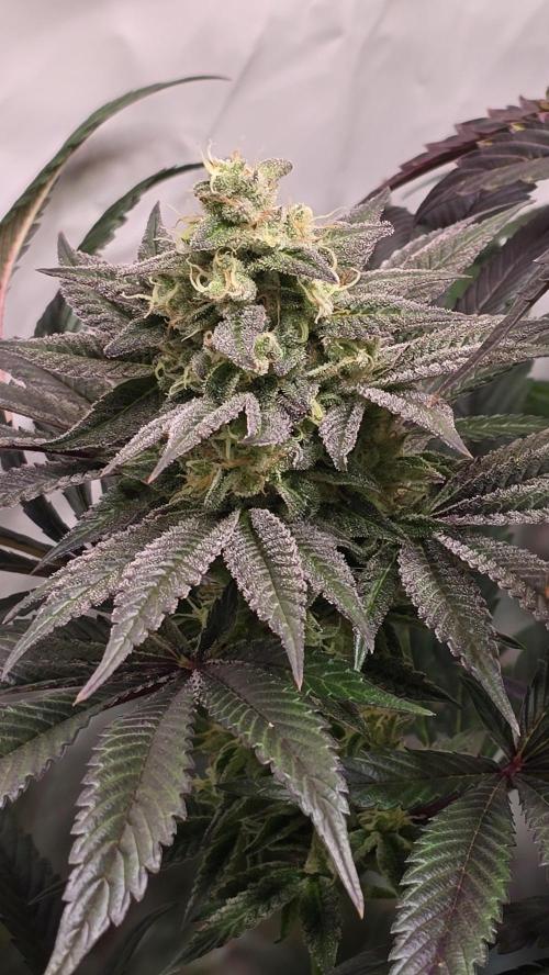 Barcelona Puff. Week 14