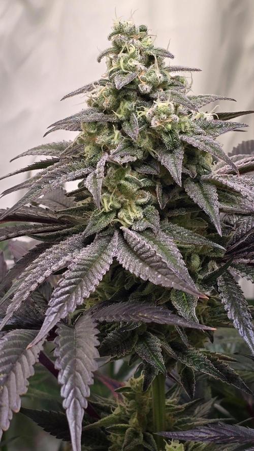 Barcelona Puff. Week 14
