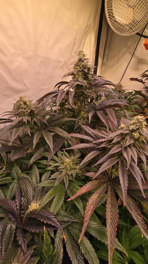 Barcelona Puff. Week 14