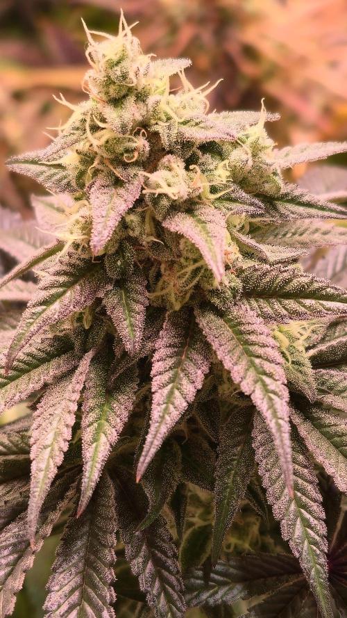 Barcelona Puff. Week 14