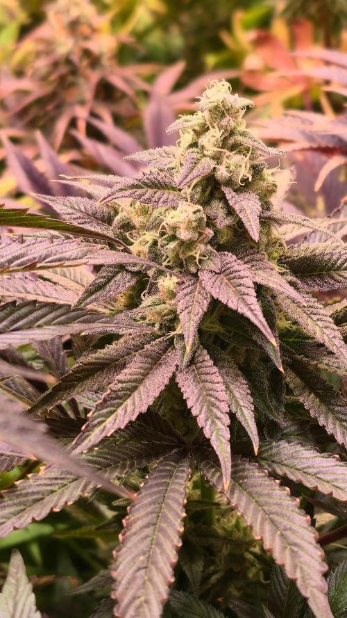 Barcelona Puff. Week 14