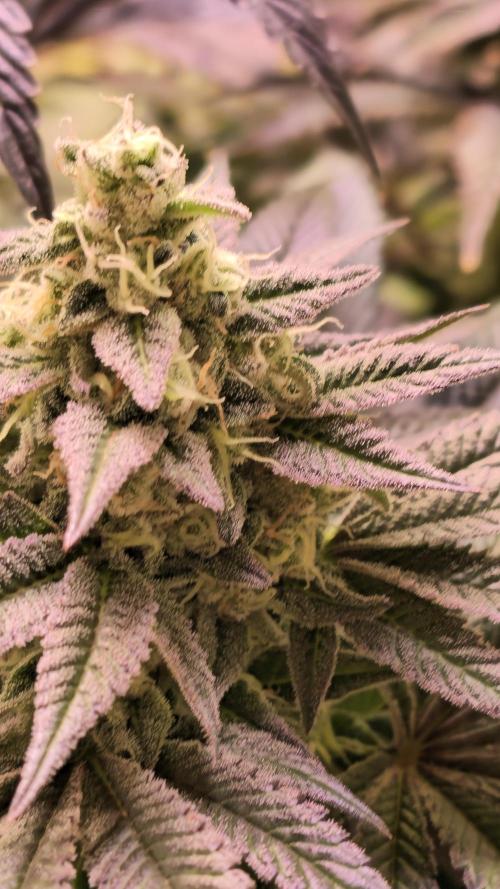 Barcelona Puff. Week 14