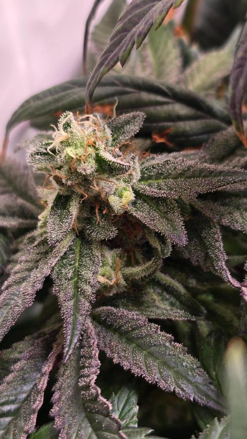 Drizle Pickle. Week 14